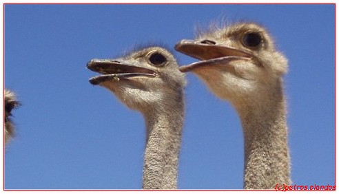afrika_volstruis
