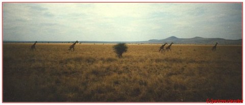 kenia giraffen