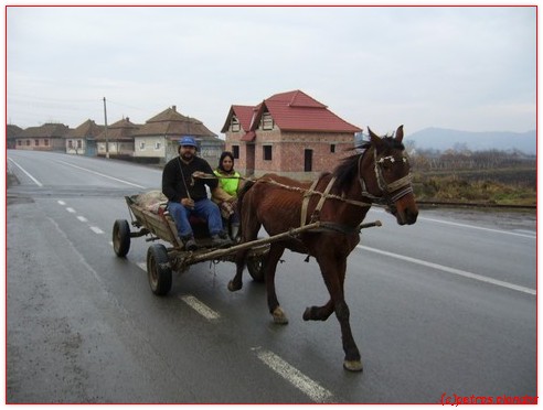 roemenie_paard