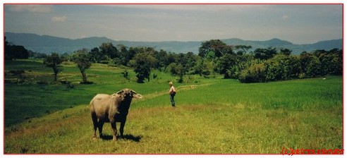 sumatra_samosir_koe